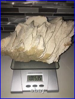 Angel Wing Calcite Mineral Extremely Large Sculpture Specimen Over 10 Pounds