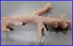 Angel Wing Coral Branches Rare Large Top Quality Pieces 93 Grams