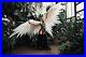 Angel_wings_for_photosesion_sexy_cosplay_large_wings_handmade_wings_01_mzf