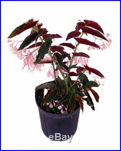 Begonia'Angel Wing Pink', Angel Wing Begonia, Cane Begonia Large (Red Leaf)