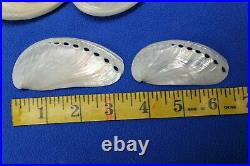DIY Upscale Angel Wings Seashell Ornaments Projects, Mule Ears Shells, SS-23
