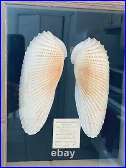 Large Cyrtopleura Costata Angel Wings Cedar Key FL Linnaeus 1758, Wood Frame