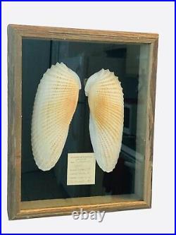 Large Cyrtopleura Costata Angel Wings Cedar Key FL Linnaeus 1758, Wood Frame