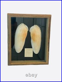 Nautical Beach Large Cyrtopleura costata Angel Wings Linnaeus 1758, Cedar Key