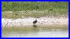 Swfl_Eagles_Greatest_Dad_Of_All_M15_Closeups_At_The_Pond_Horse_Taking_A_Dip_In_Water_6_15_23_01_hg