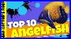 Top_10_Large_Angelfish_01_zuy
